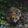 A scared fox in a garden