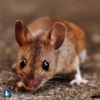 A scared mouse