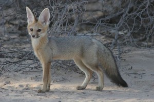 A Cape Fox