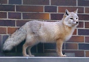 A Corsac Fox