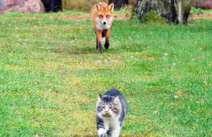 A fox chasing after a cat