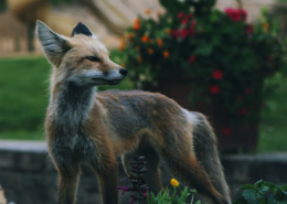 Fox in a flower bed in a garden