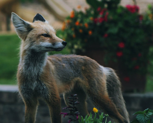 Fox in a flower bed in a garden