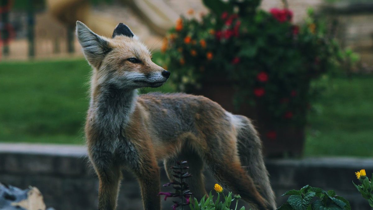 How To Stop Foxes Digging In Your Garden Fox Repellent Expert