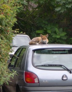 Fox on a car - Deterring foxes from your car