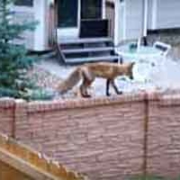 Fox on a garden wall