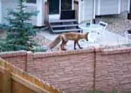 Fox on a garden wall