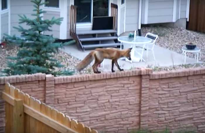 Fox walking along a garden wall