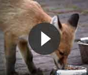 Fox Wars Documentary Video