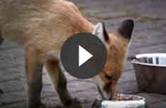 Fox Wars Documentary Video
