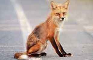 A fox sat on a road