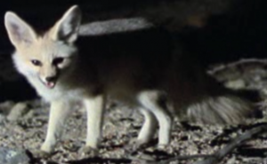 A Pale Fox