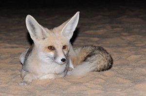 Rueppell's Fox