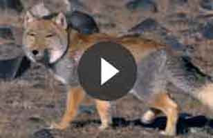 Tibetan fox video