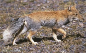 A Tibetan Sand Fox