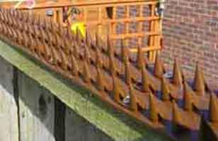 Fox deterrent wall and fence spikes