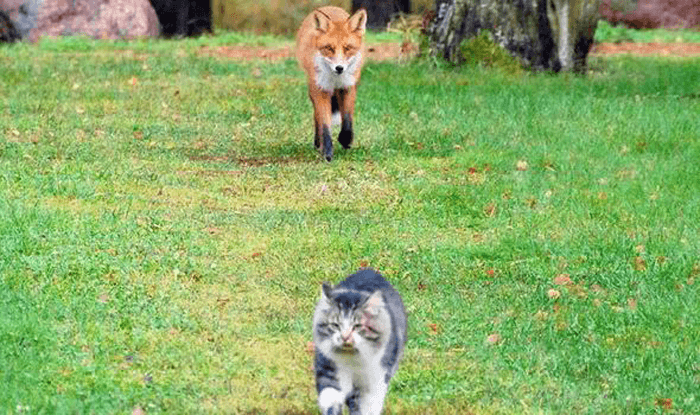 A fox following a cat in a garden