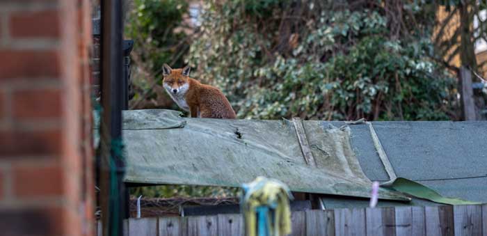 A fox on top of a roof looking at its territory