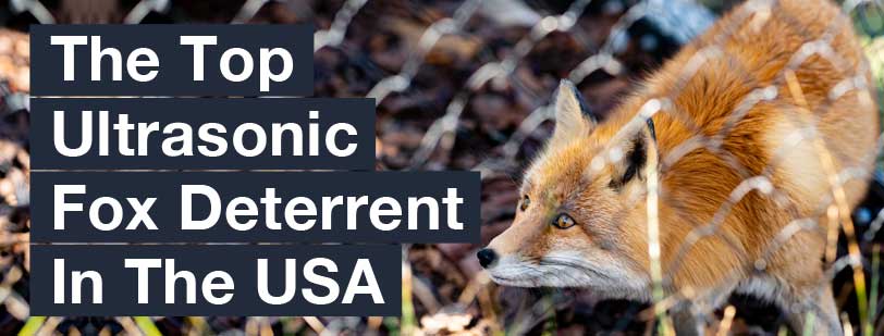 The Top Ultrasonic Fox Deterrent in The USA - Red Fox
