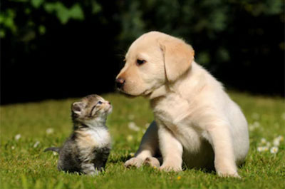 A kitten and puppy looking at each other on some grass
