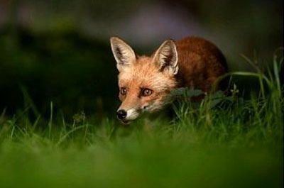 A red fox looking scared in some grass