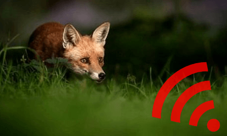 A scared red fox crouching low in some grass