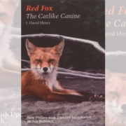 Book - Red Fox: The Catlike Canine by J. David Henry