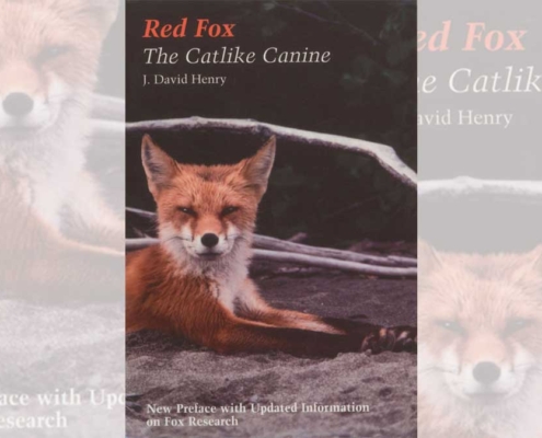 Book - Red Fox: The Catlike Canine by J. David Henry