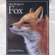 How to spot a fox by J David Henry