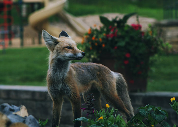 A fox in a flower bed in a garden