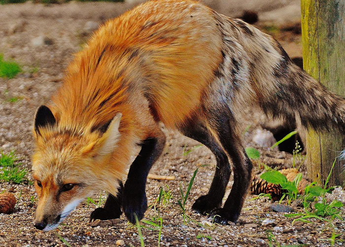 A fox squatting on gravel