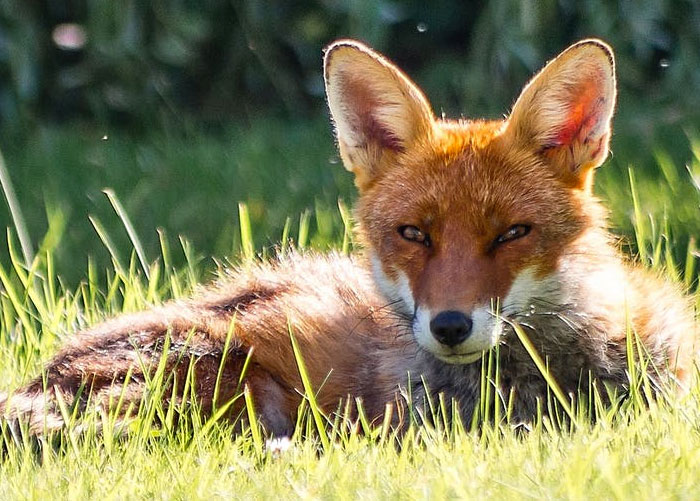 Fox lying on a lawn in a garden