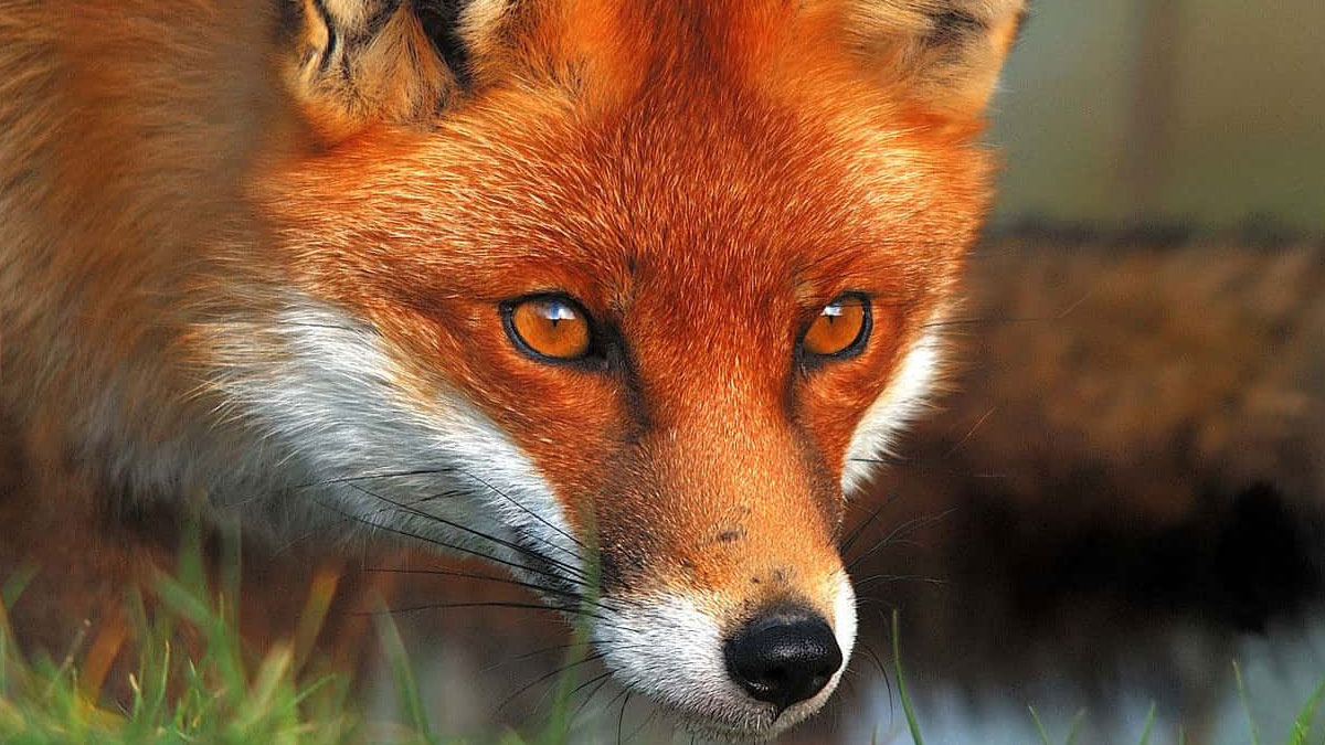 A close up of a red fox on alert
