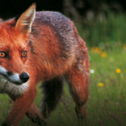 A red fox in a garden