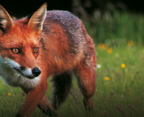A red fox in a garden
