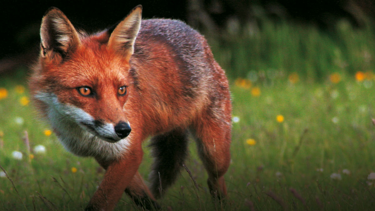10 reasons foxes come into your garden (and what to do about it