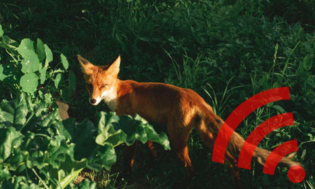 A fox in a flower bed looking alarmed