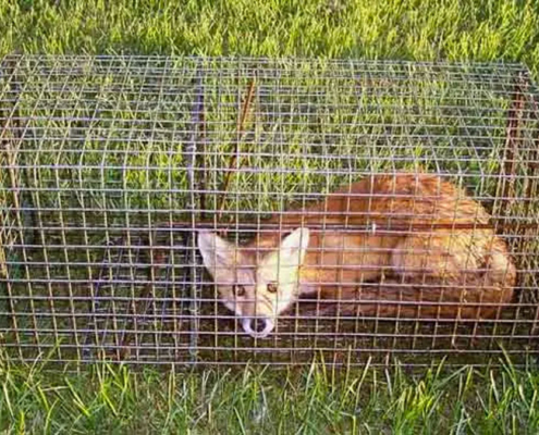 A red fox caught in a live fox cage trap