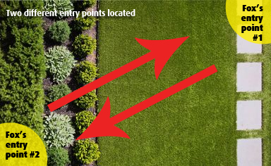 A garden with two different entry points for the fox.