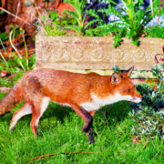 A fox walking across a lawn in a garden.