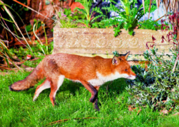 A fox walking across a lawn in a garden.