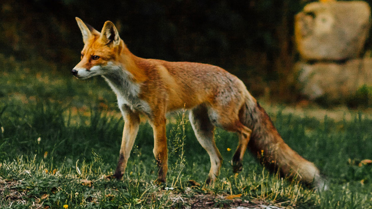 Die 10 besten Mittel zur Fuchsvergrämung - Fuchsabwehr - Fox Repellent  Expert